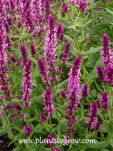 Pink Wesuwe Salvia (Salvia nemerosa)